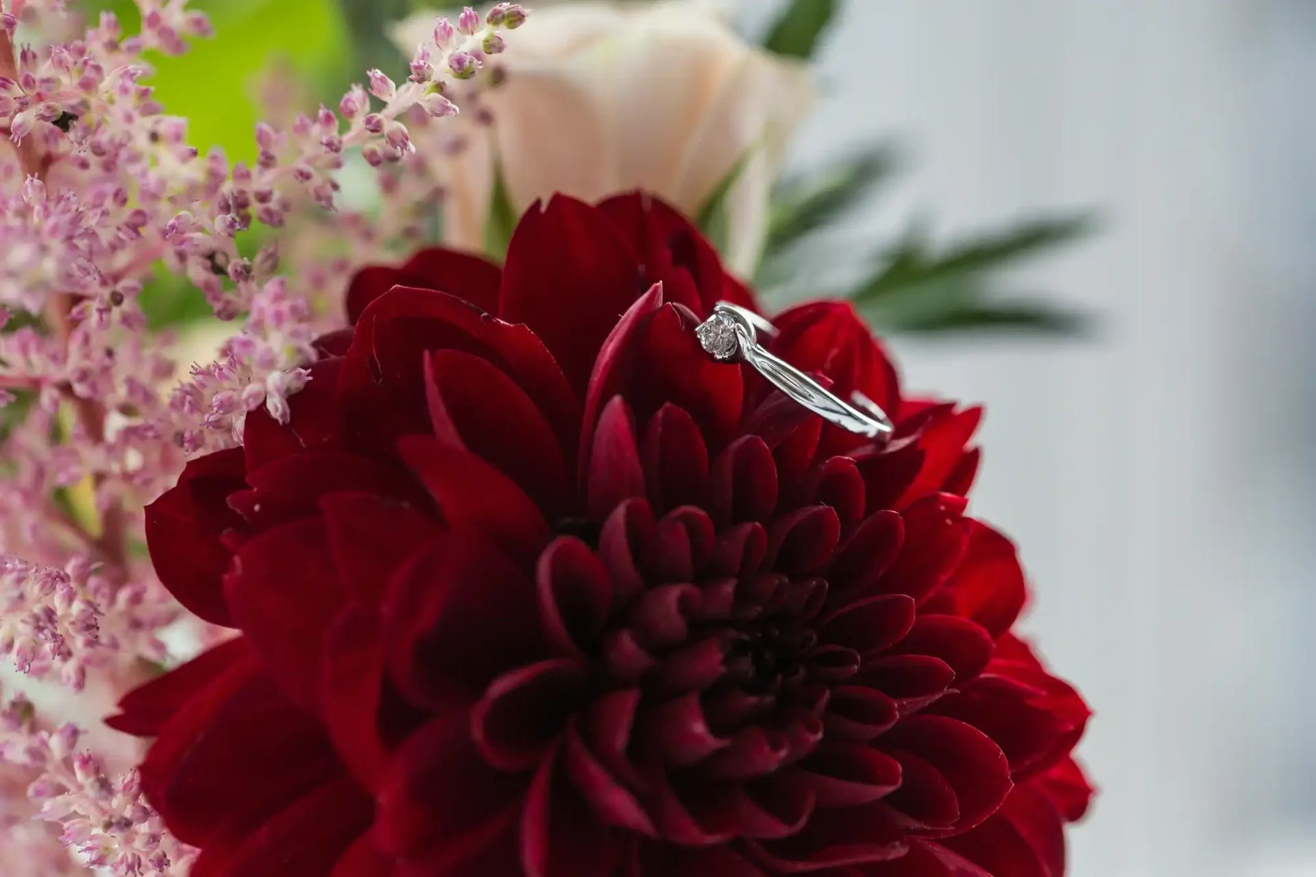 Engagement ring placed on a red dahlia with soft pink and white flowers in the background.