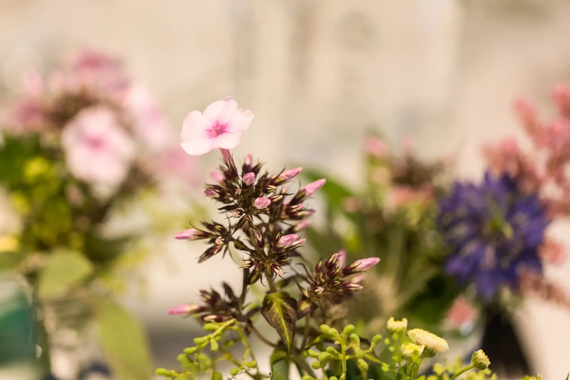 Close-up of delicate pink flowers in focus, with blurred background of various colorful flowers in a floral arrangement.