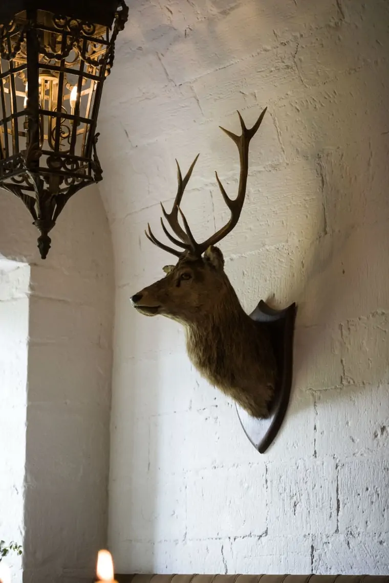 Mounted stuffed stag head