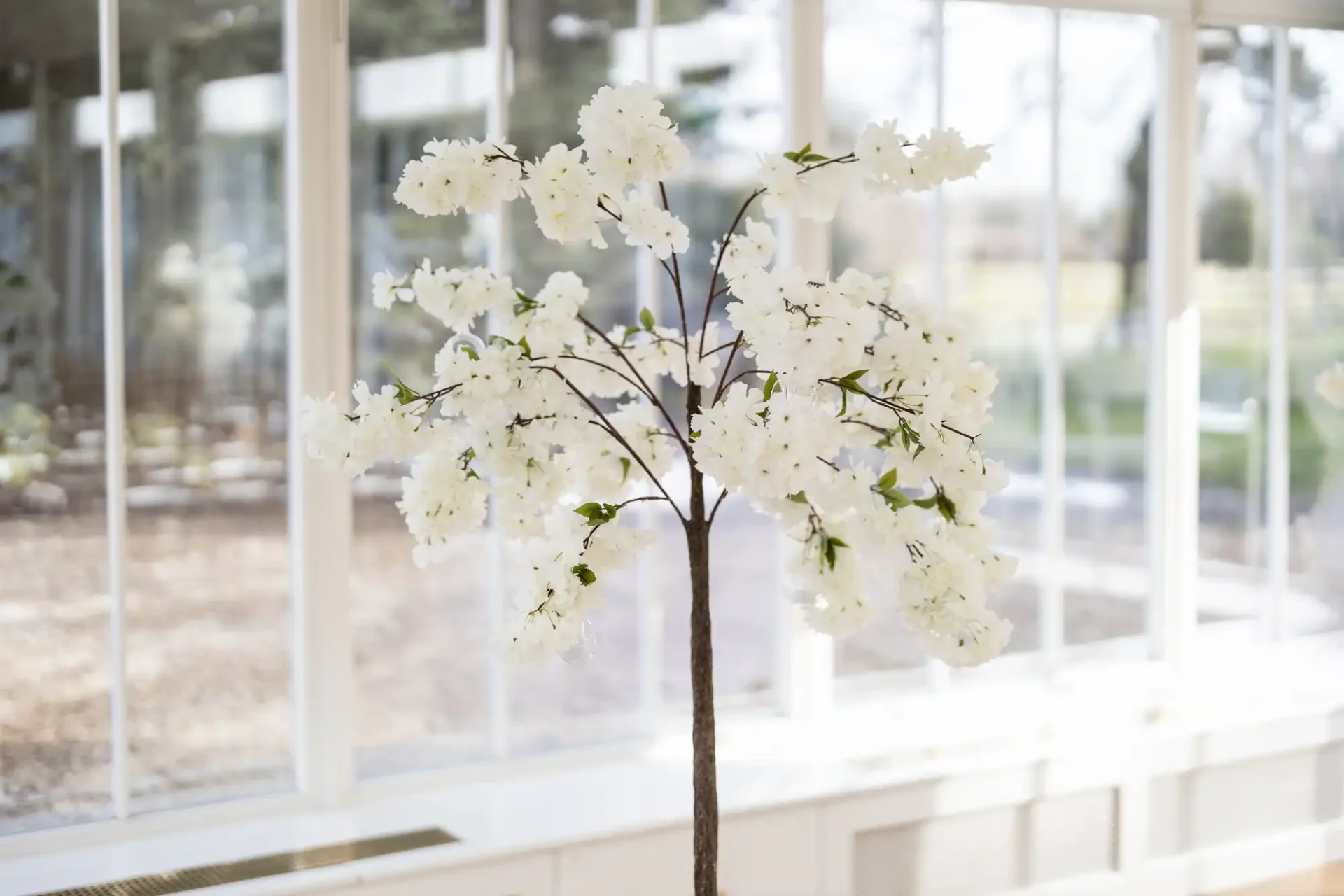 A branch with white cherry blossoms in a vase, placed in front of sunlit windows in a bright, airy room.