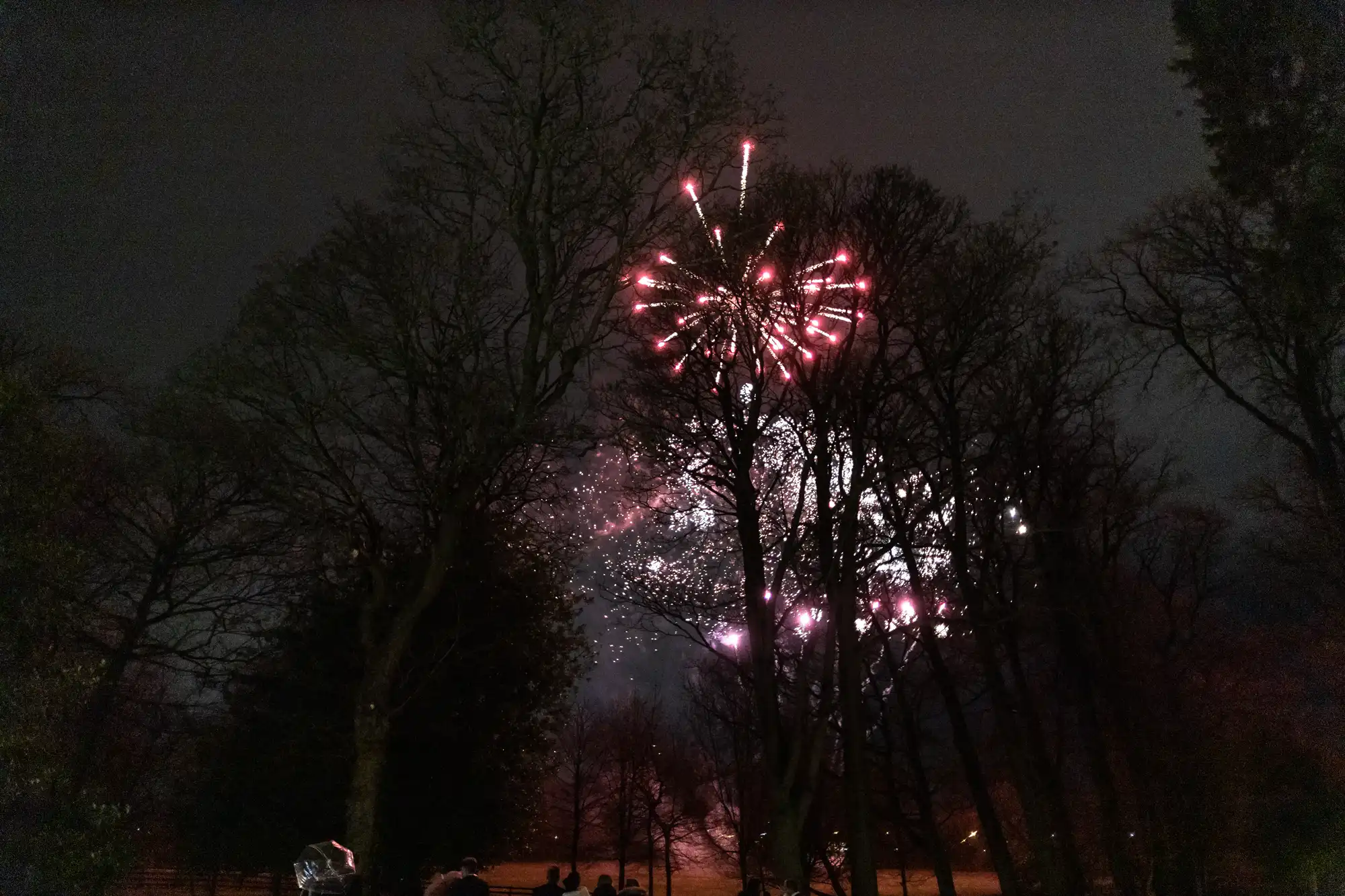 Fireworks burst in a night sky, visible through the silhouettes of bare trees, with a few onlookers watching from the ground below.