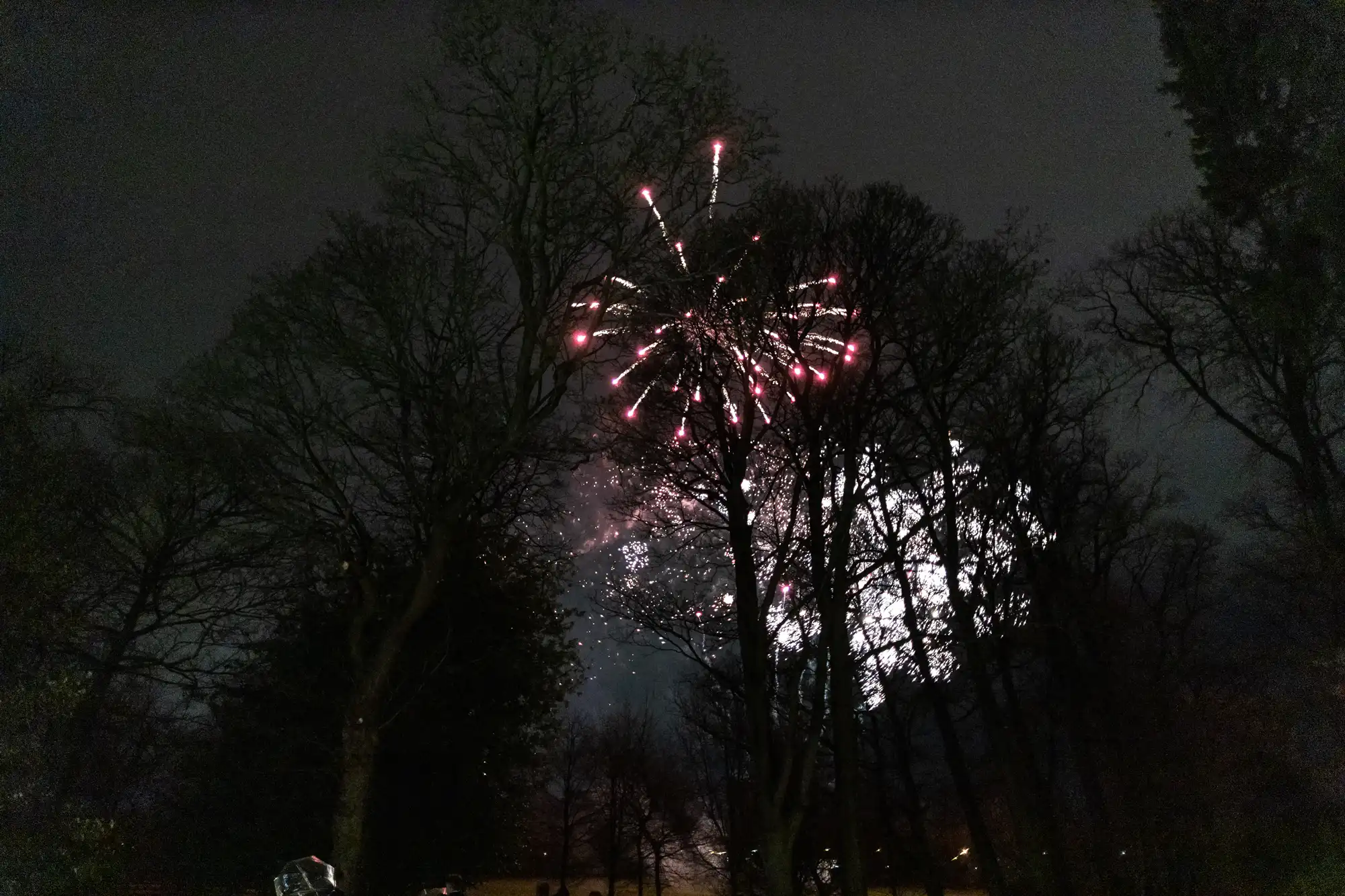 Fireworks light up the night sky, visible through the silhouettes of tall, leafless trees.