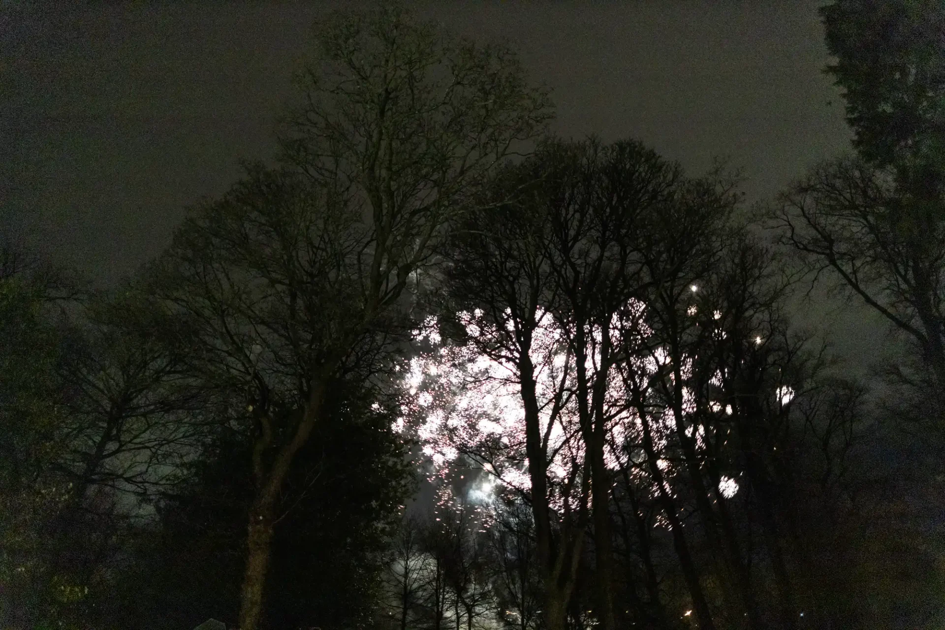 Fireworks light up the night sky behind silhouetted leafless trees.