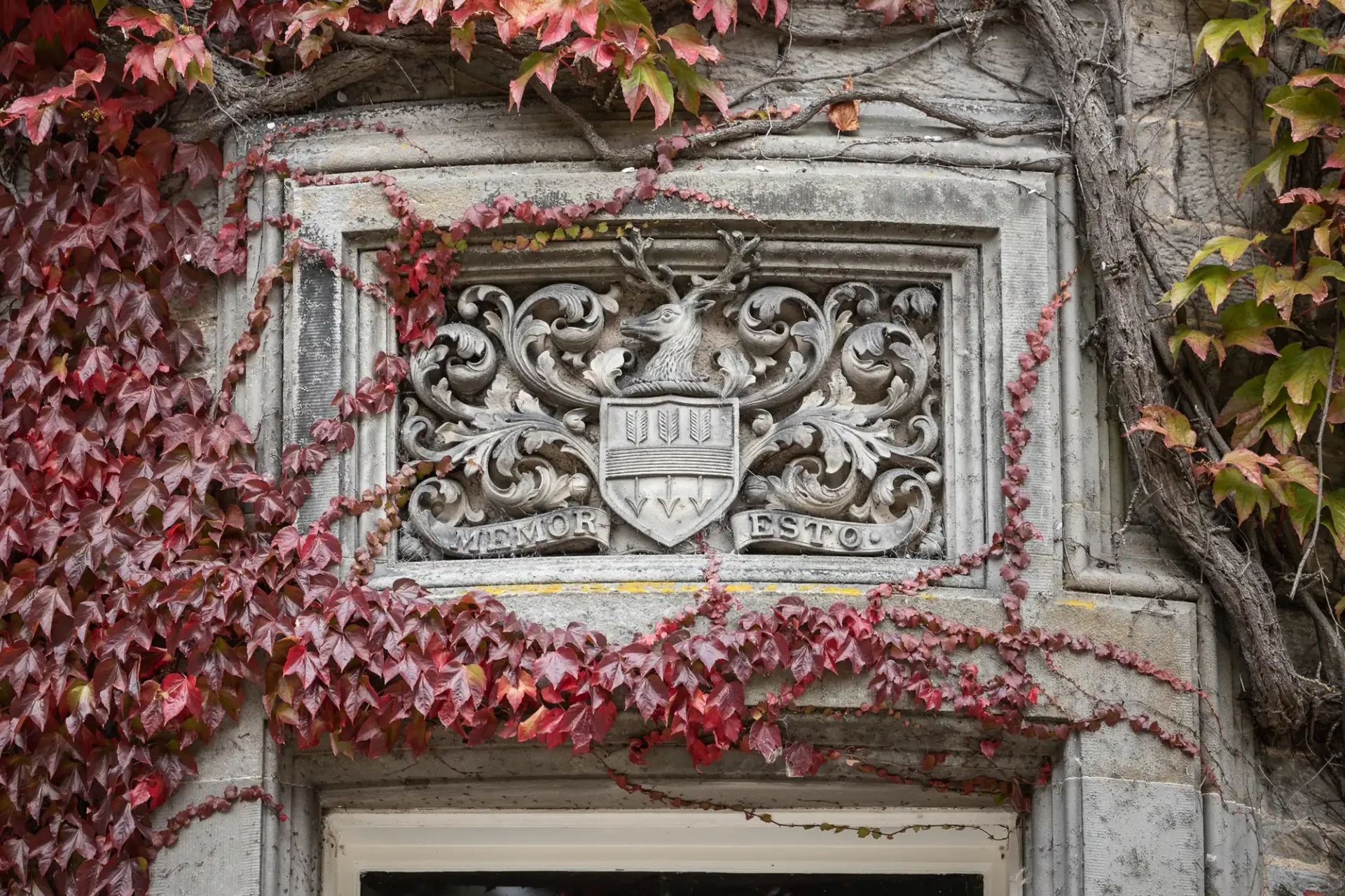 Stone plaque with intricate carvings of leaves, a stag, and a shield, surrounded by red and green ivy on a stone wall. Latin text reads "VIMINE" and "VESTO.