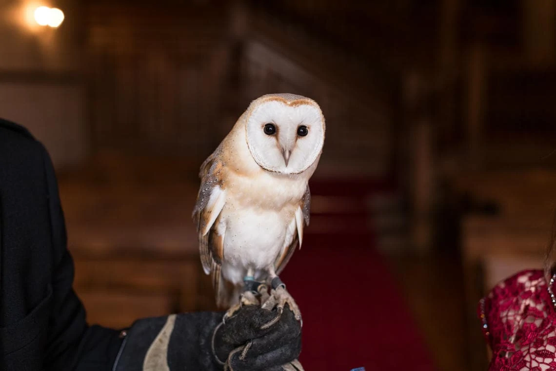 owl looking at the camera after delivering the rings