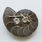 groom's silver cufflinks sat on an ammonite fossil