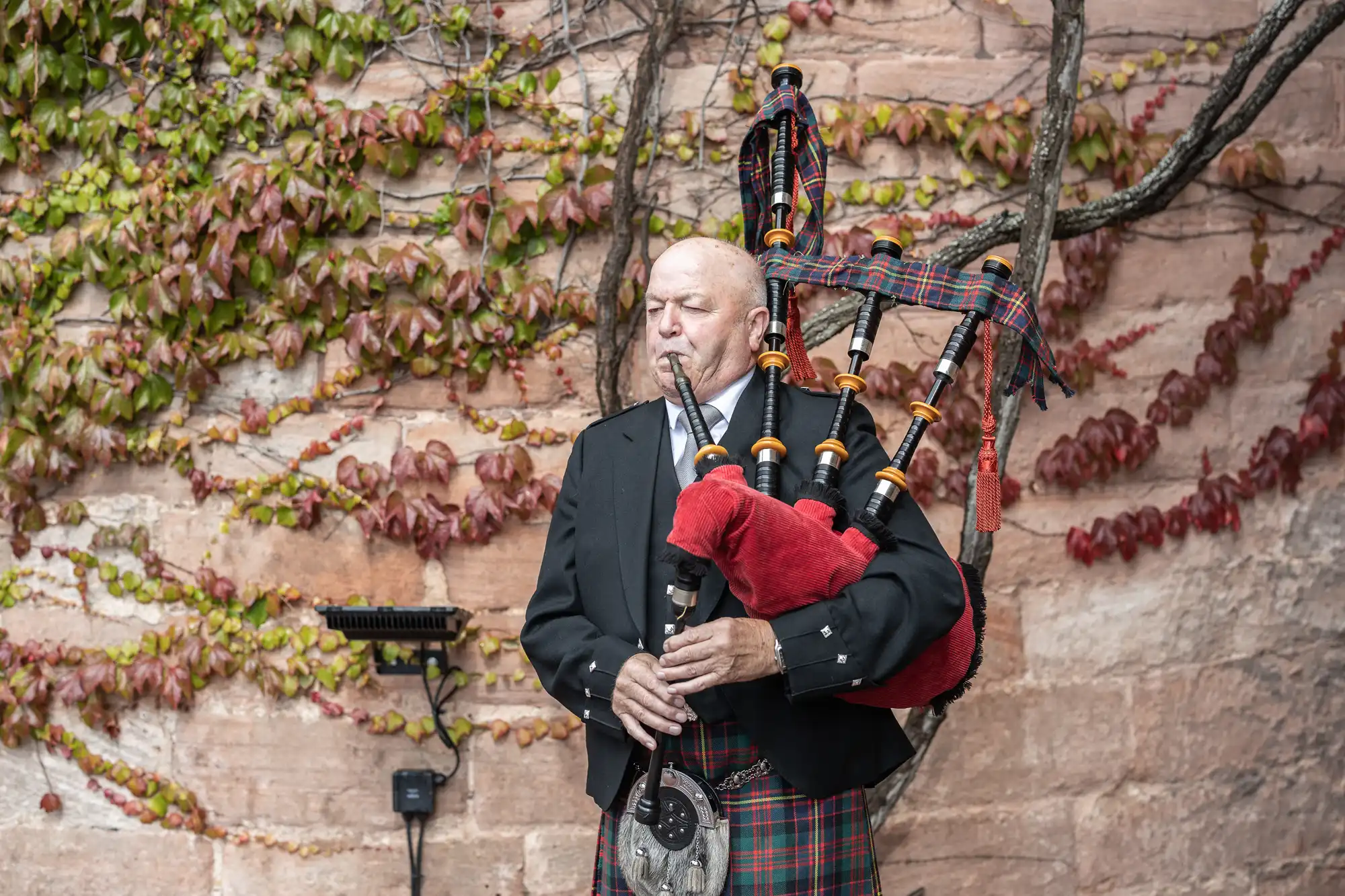 A man in a black suit and tartan plays the bagpipes in front of a wall covered with ivy.