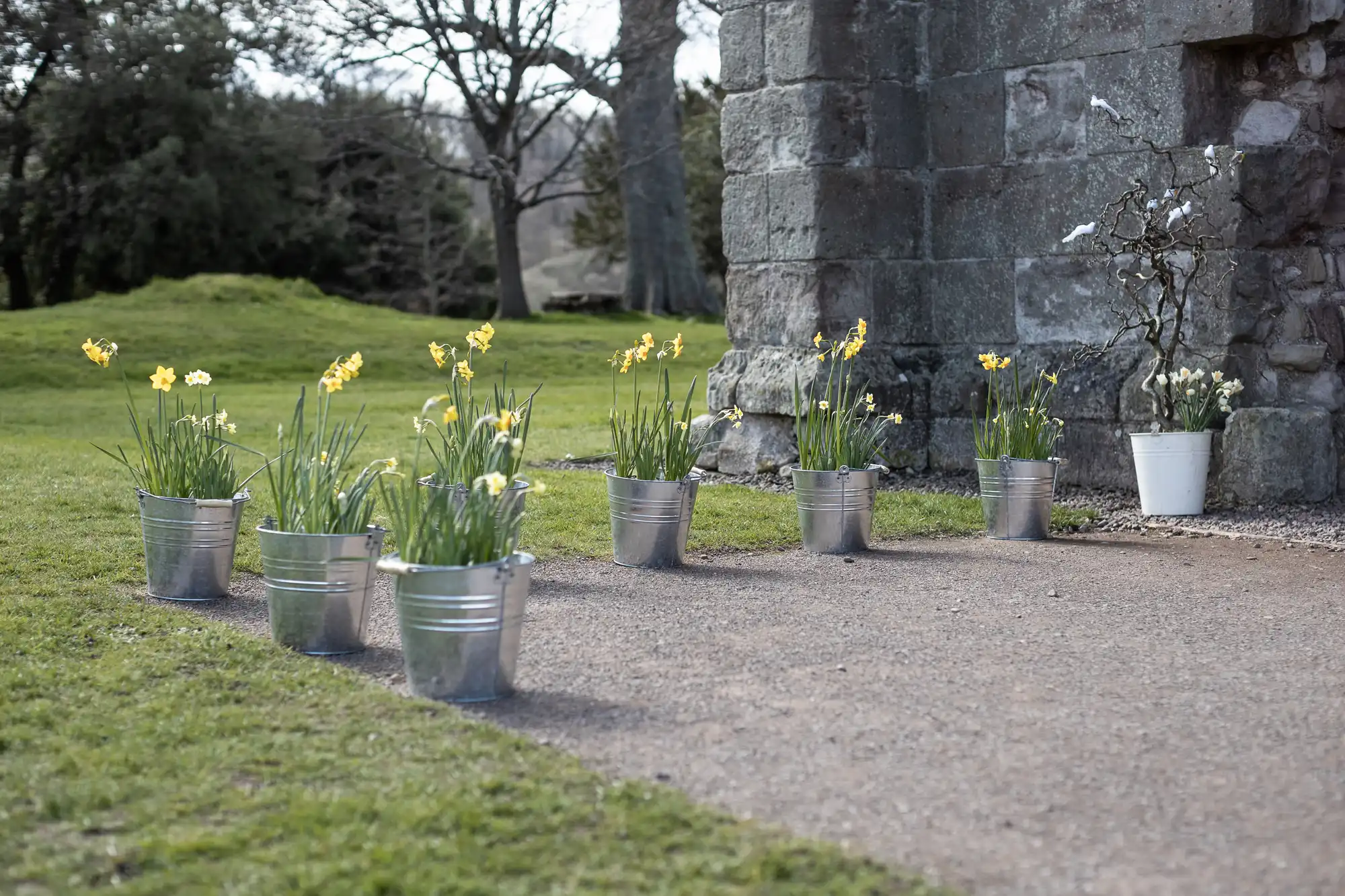 Several metal buckets with blooming daffodils are arranged along a stone wall in a grassy area.