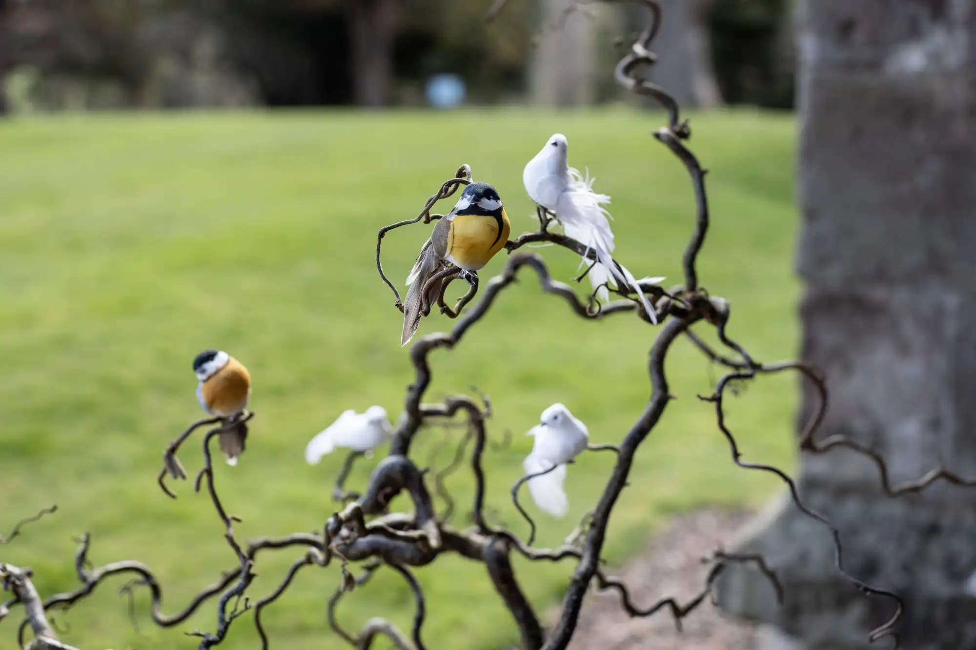 Several small birds, including yellow and white ones, perch on the twisted branches of a tree. The background features a grassy area and blurred trees.