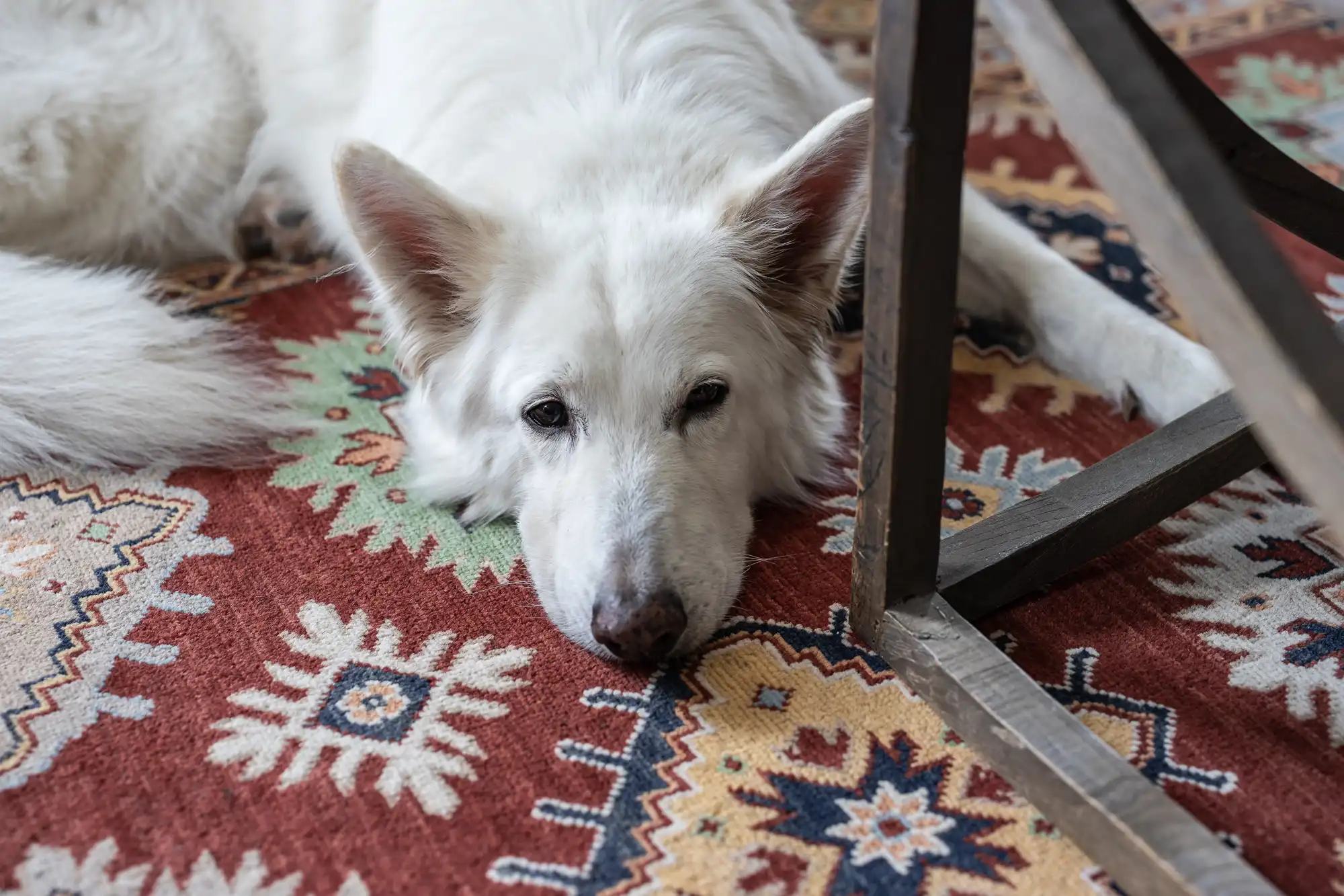 White dog lying on a colorful patterned rug next to a wooden table.