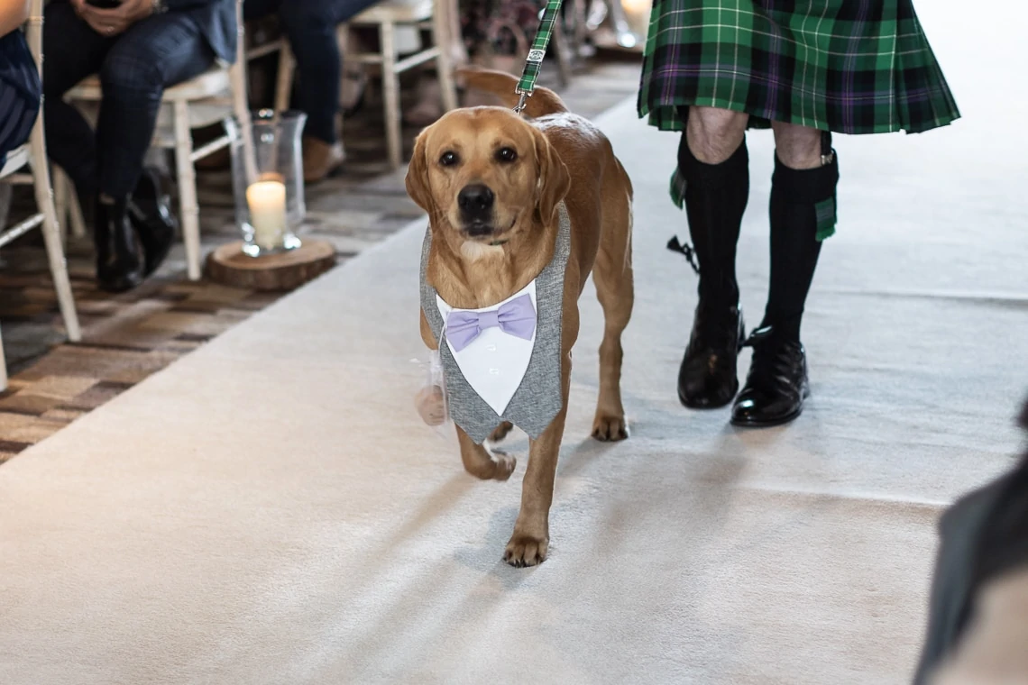 A labrador retriever wearing a bow tie and vest walks down the aisle at a wedding, guided by a person in a kilt.