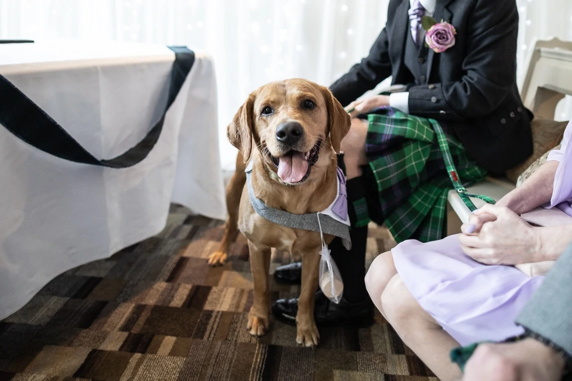 A golden labrador wearing a vest and necktie at a wedding, seated next to people in formal attire with a glimpse of tartan fabric.
