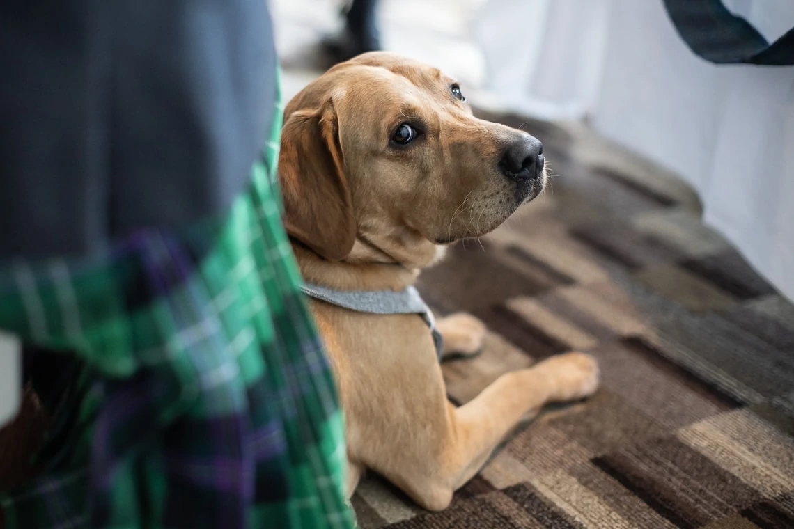 A golden labrador retriever sitting attentively on a patterned carpet beside a person wearing plaid pants.