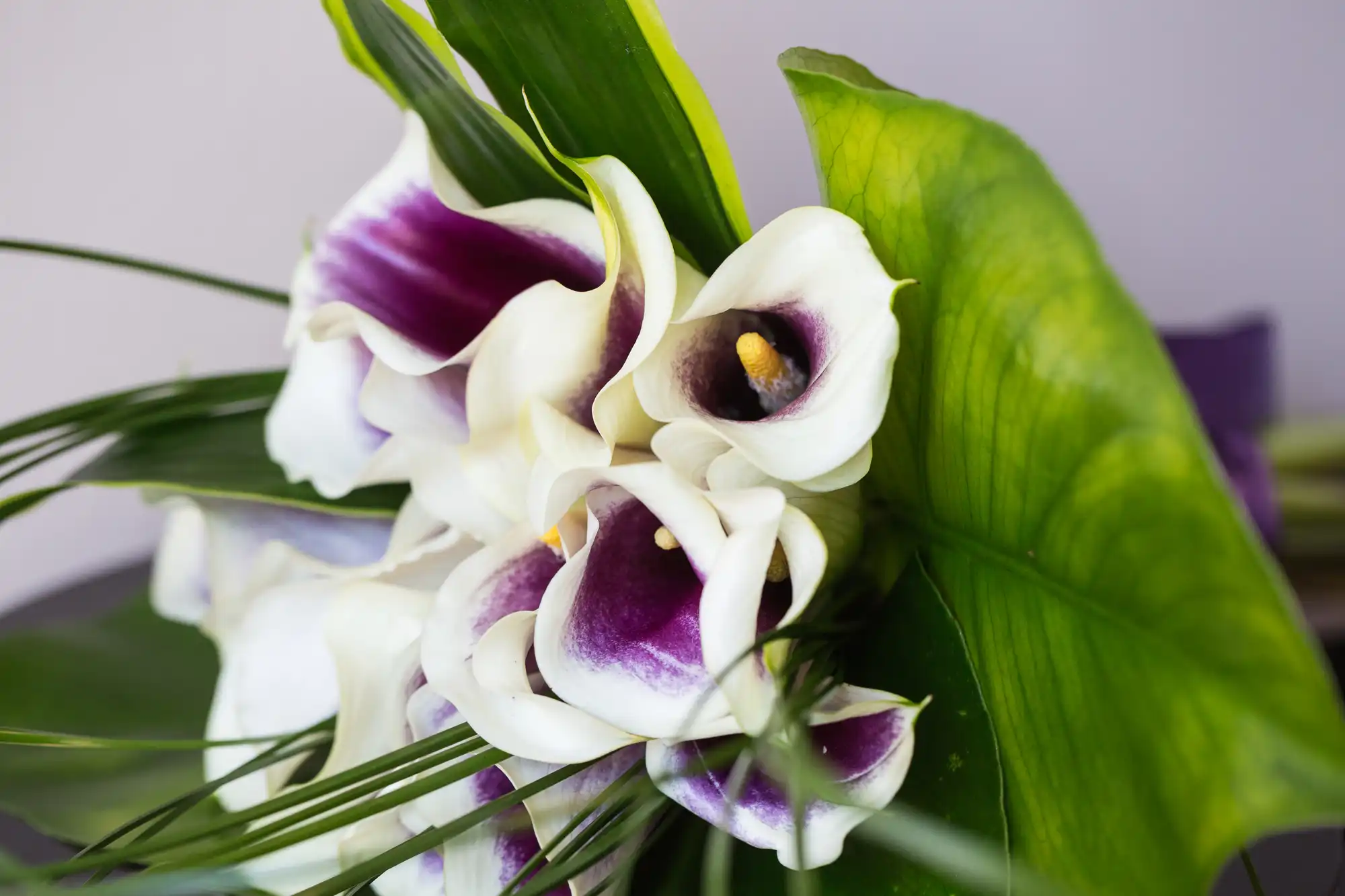 Close-up of white and purple calla lilies with green leaves on a blurred background.