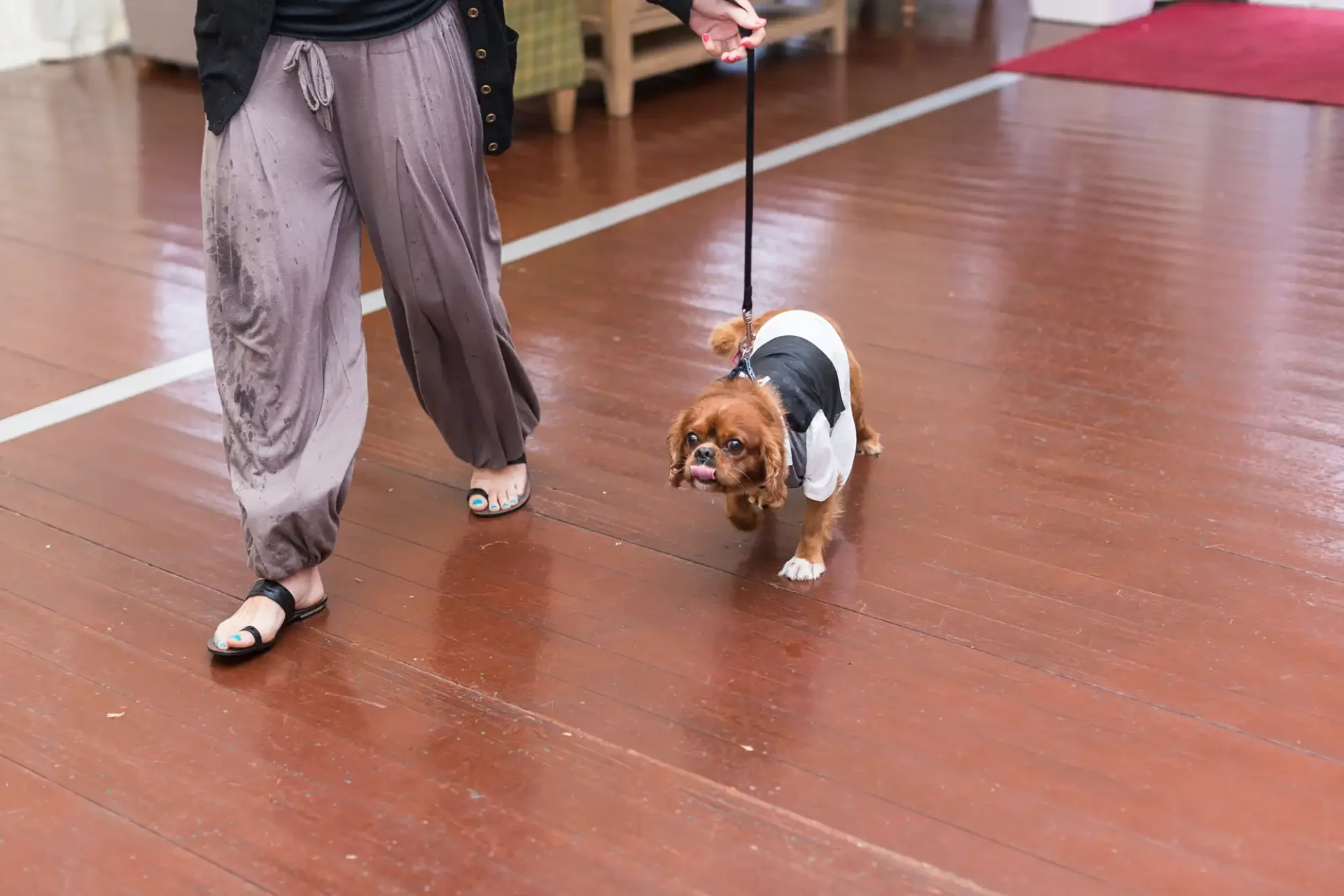 A small dog in a shirt and harness walks on a leash held by a person wearing gray pants and black sandals indoors.