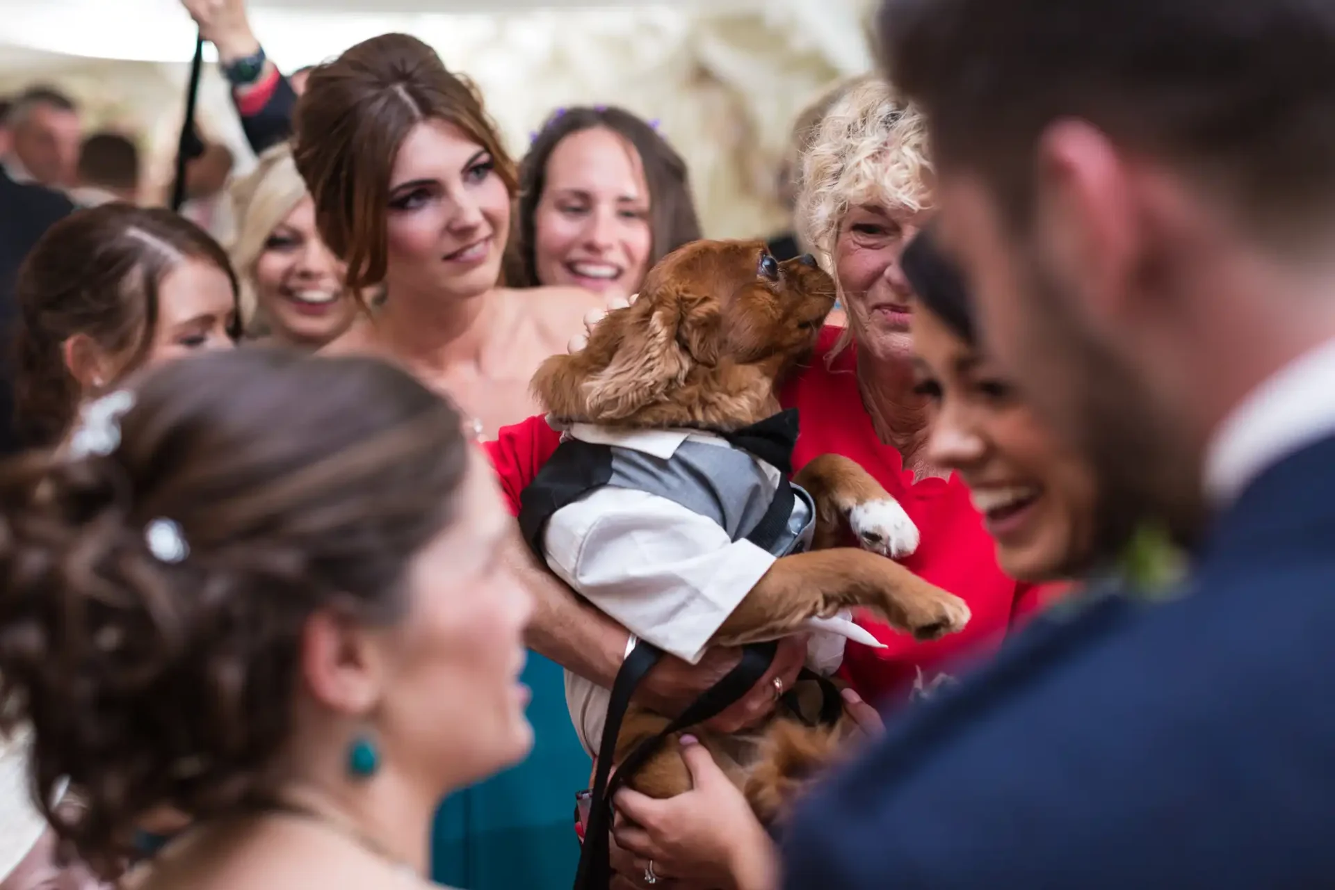 A joyful wedding scene with guests smiling and looking at a dog, dressed in a suit, being held up by a woman for a man to see.