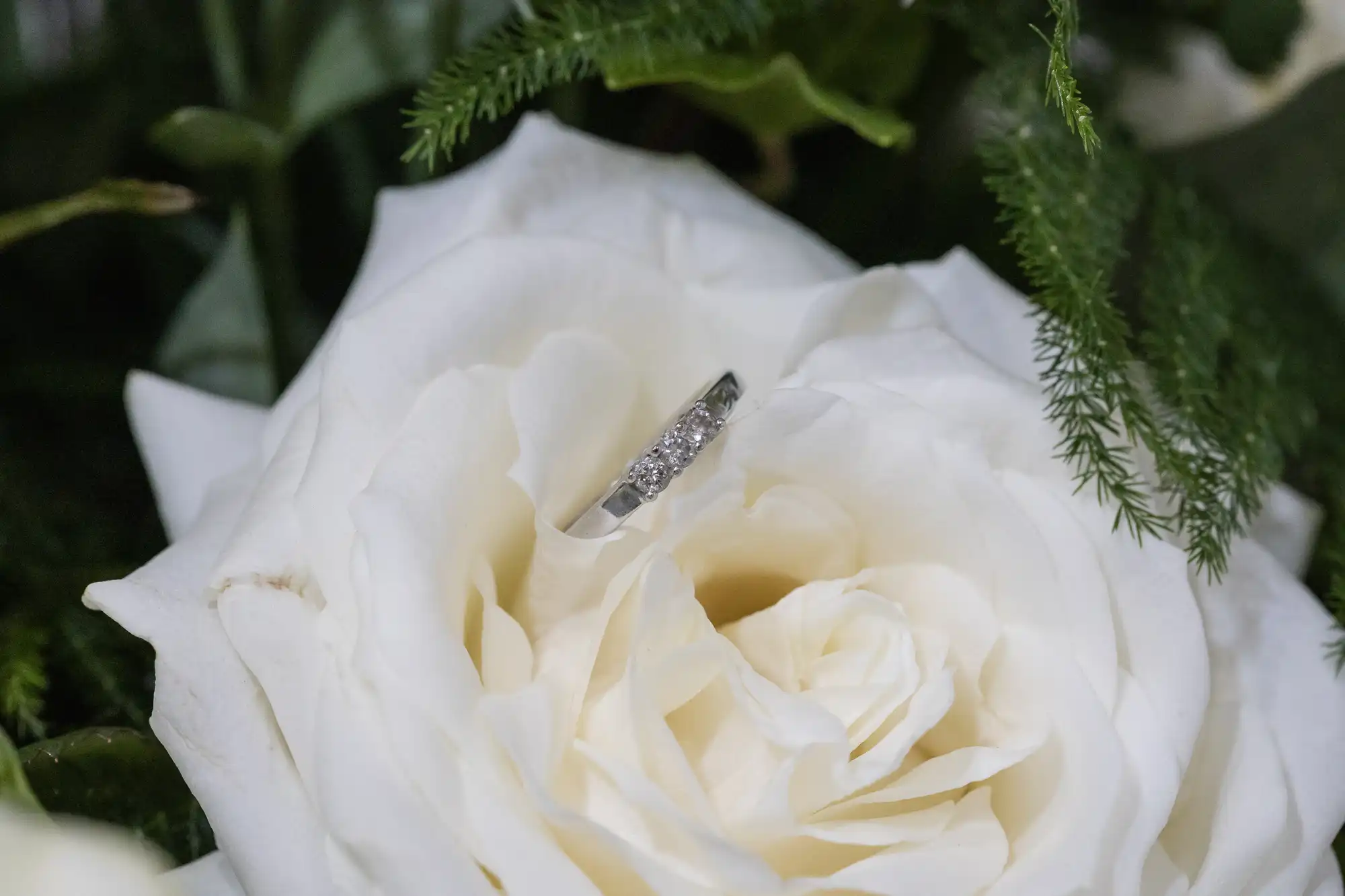 A diamond engagement ring placed on the petals of a white rose surrounded by greenery.