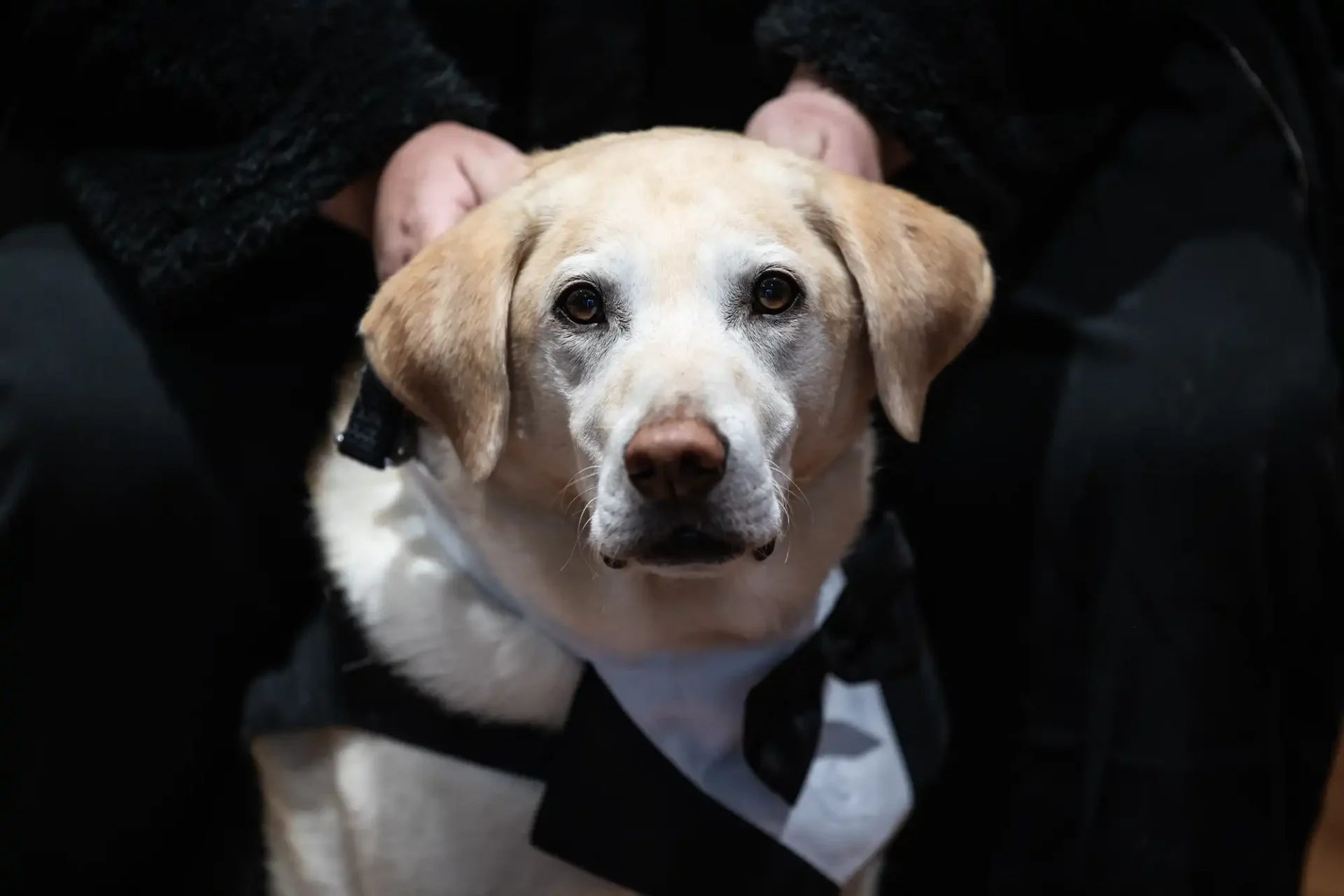 A dog wearing a tuxedo-style outfit sits indoors, looking directly at the camera. A person's hands are gently resting on the dog's head.