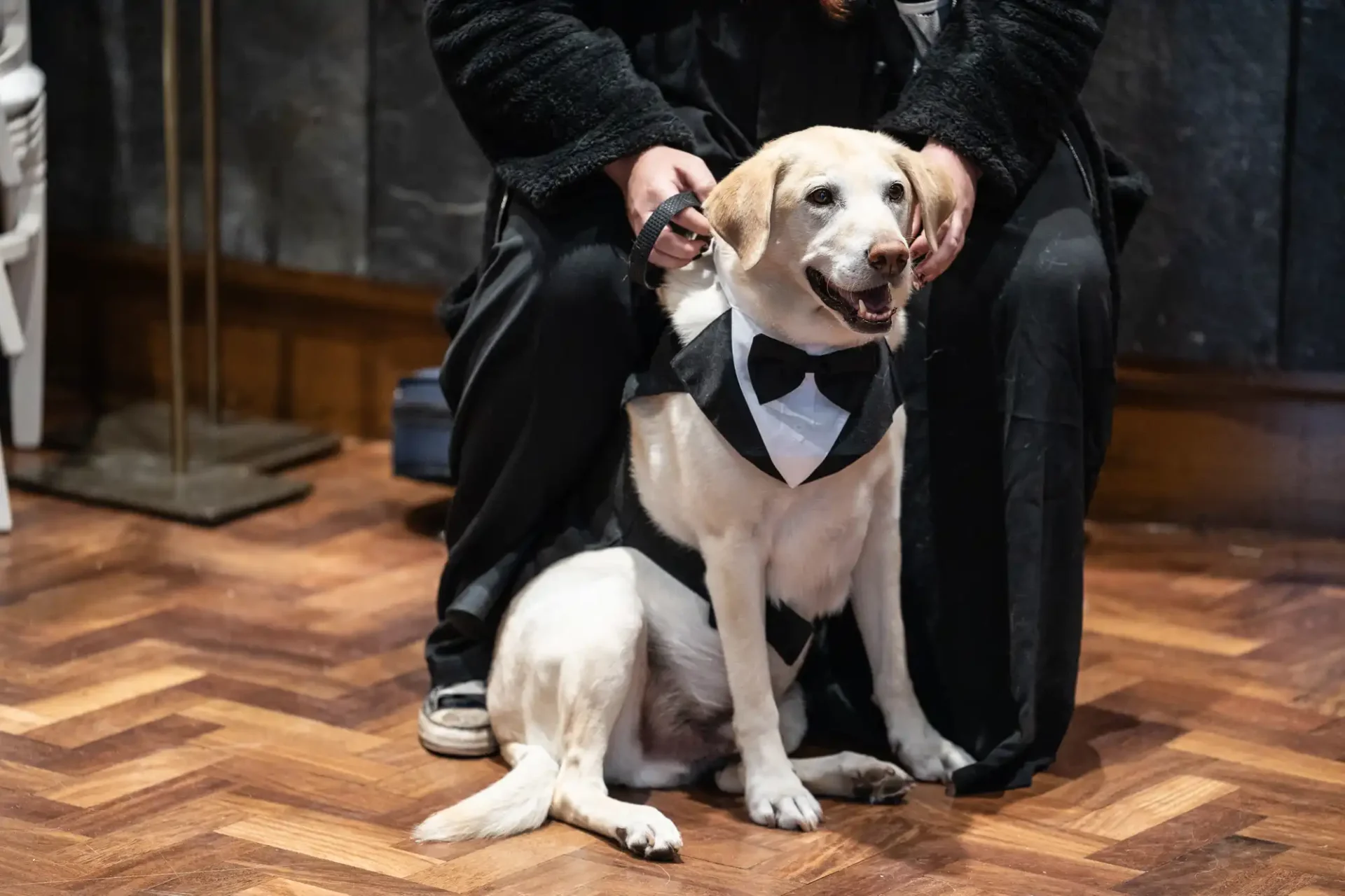 A Labrador Retriever wearing a tuxedo sits on a wooden floor, with a person's hands on its back.