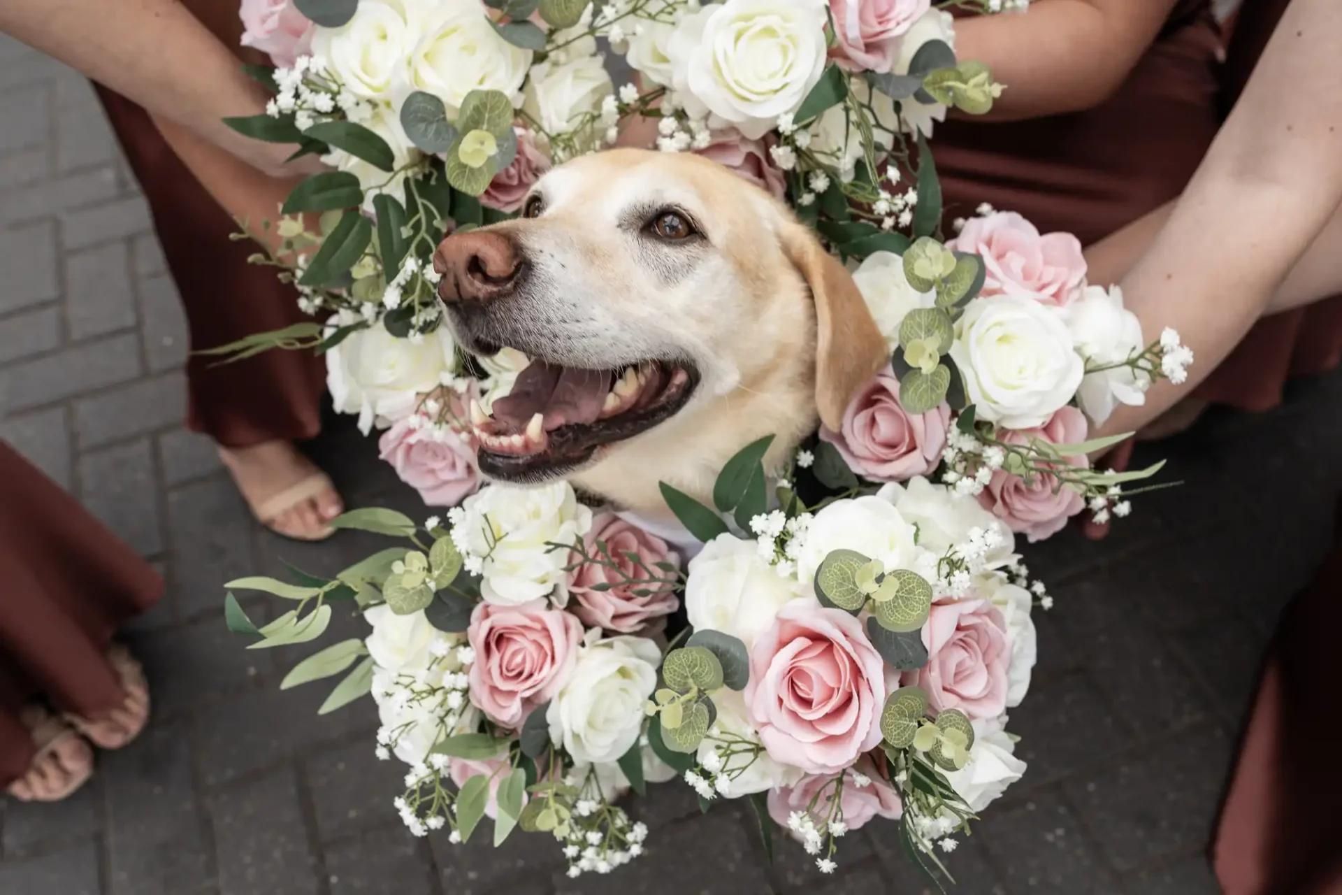 Dog surrounded by a floral wreath with roses and greenery, held by people in maroon dresses on a paved surface.