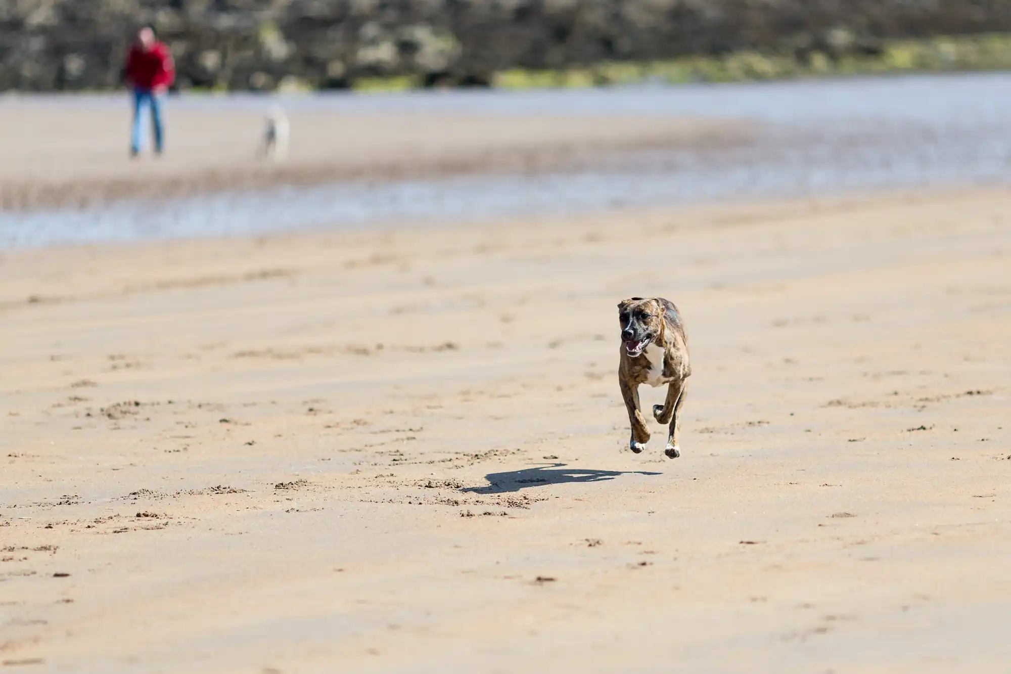 A dog running towards the camera on a sandy beach, with a person and another dog in the background.