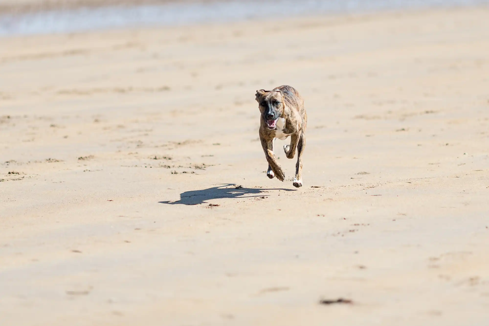 A greyhound running at full speed on a sandy beach, casting a sharp shadow under bright sunlight.