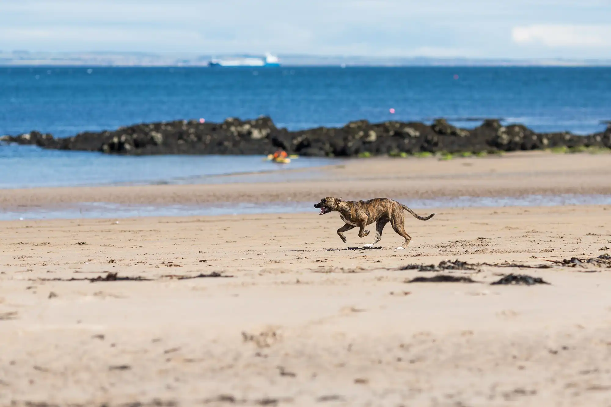 A dog running on a sandy beach with the ocean and distant ships in the background.
