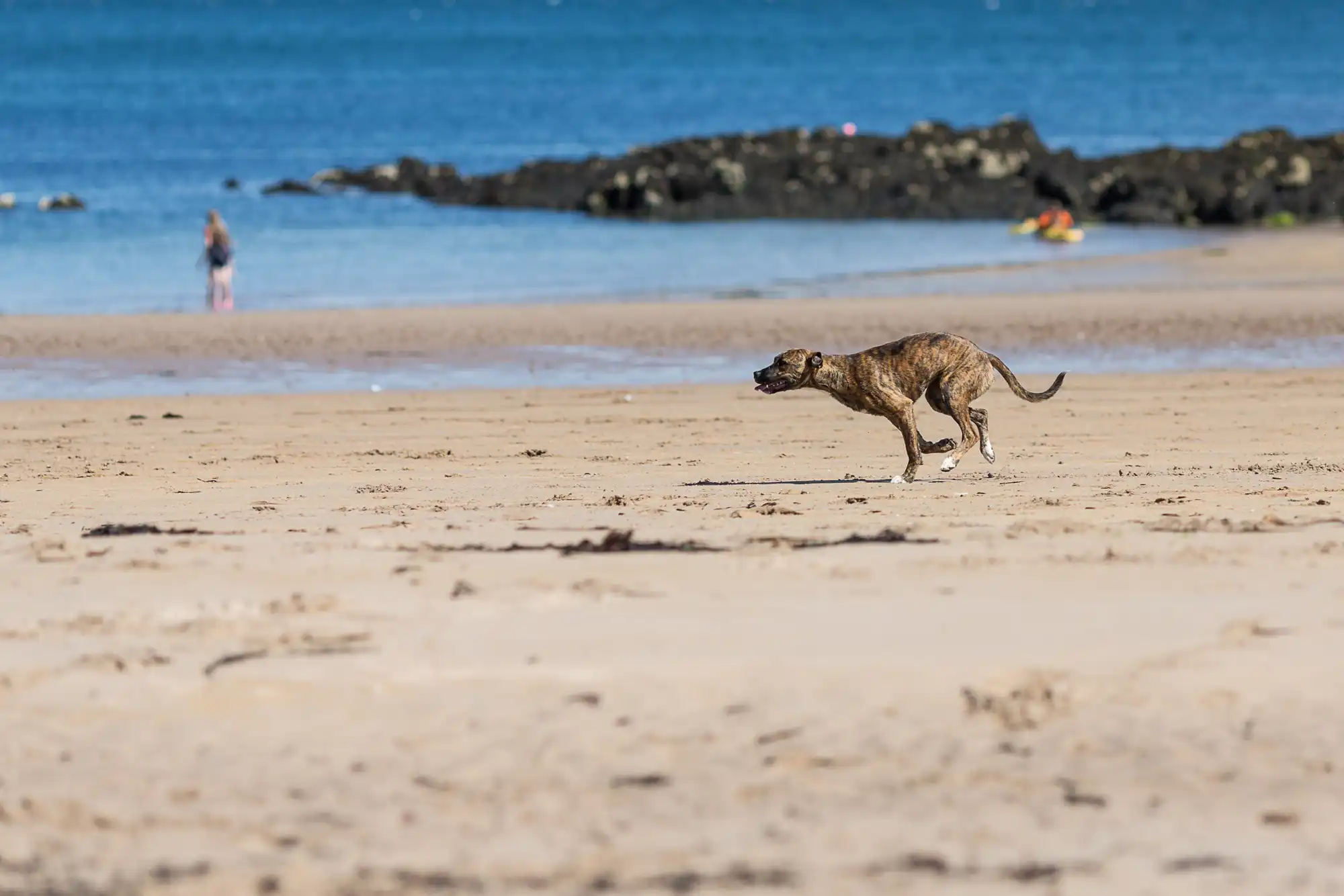 A dog running across a sandy beach with a person and kayaks visible in the background by the water.