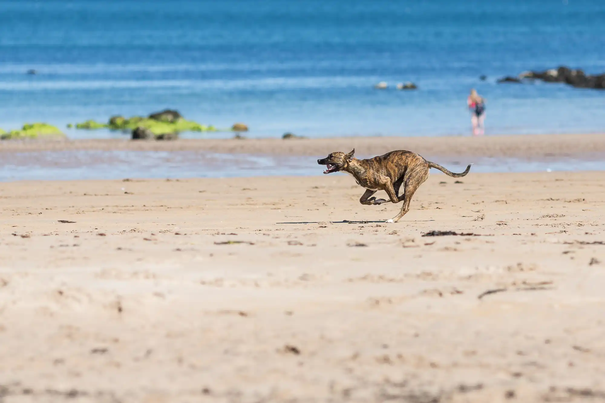 A dog carrying a stick runs across a sandy beach with the ocean and a person in the background.