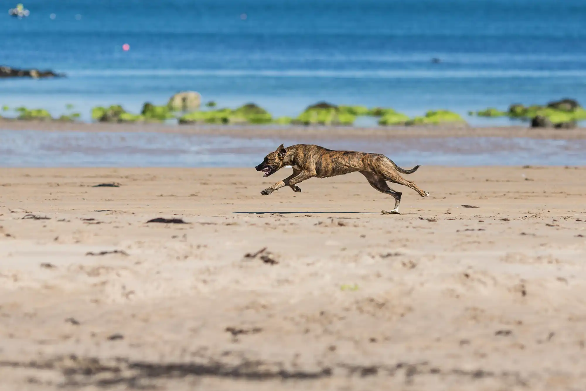 A brindle dog running on a sandy beach with the ocean in the background.