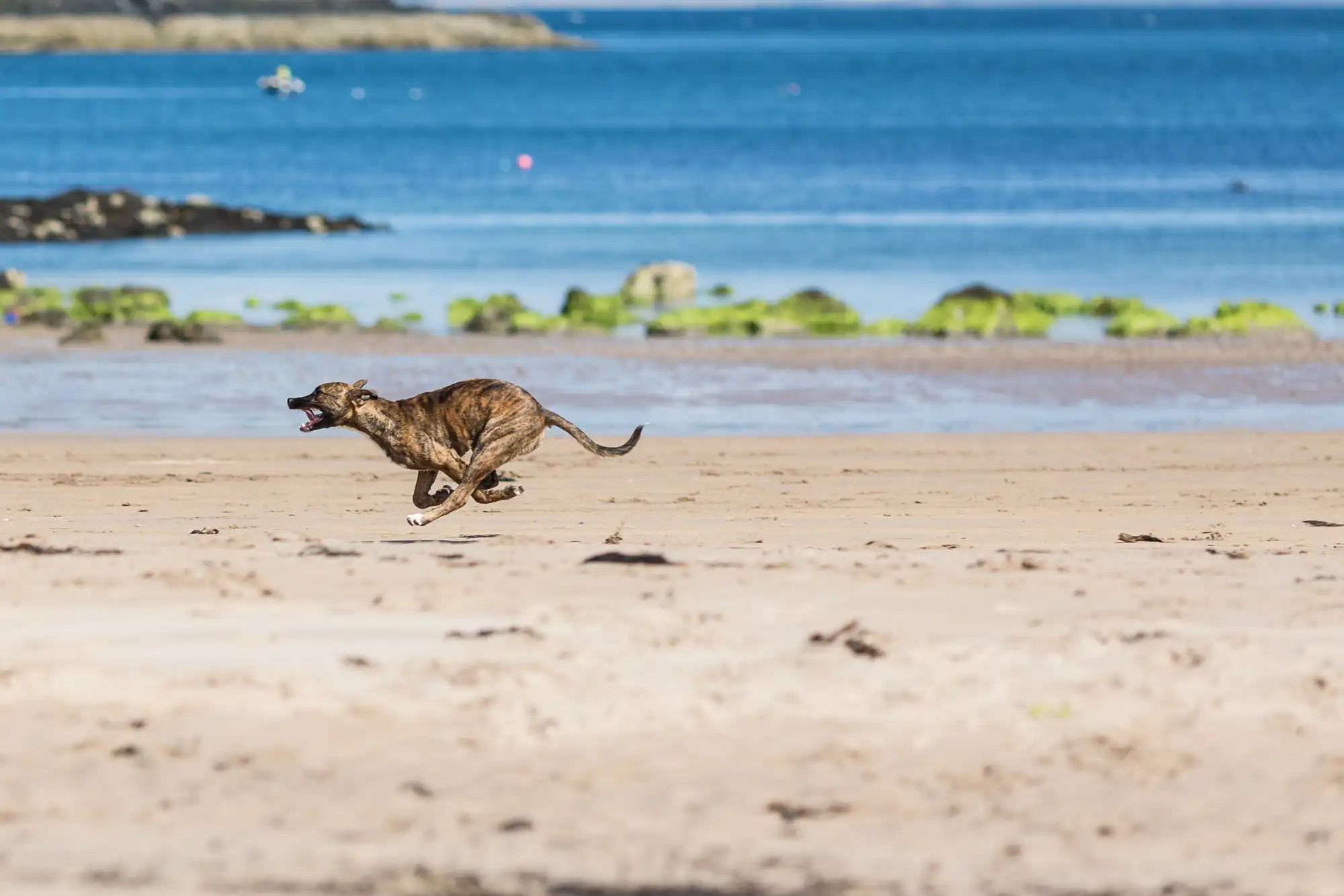 A brown dog running energetically across a sandy beach with the ocean and blue sky in the background.