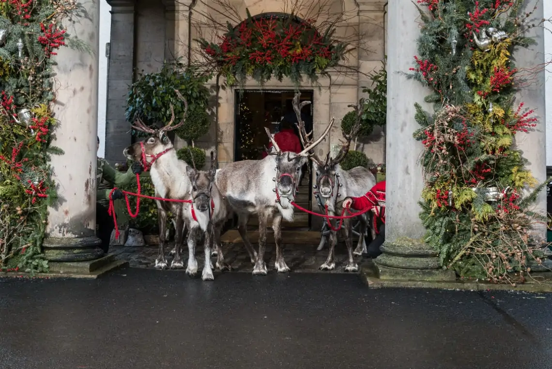 Four reindeer with decorative harnesses stand in front of an ornate building entrance adorned with christmas garlands and wreaths.
