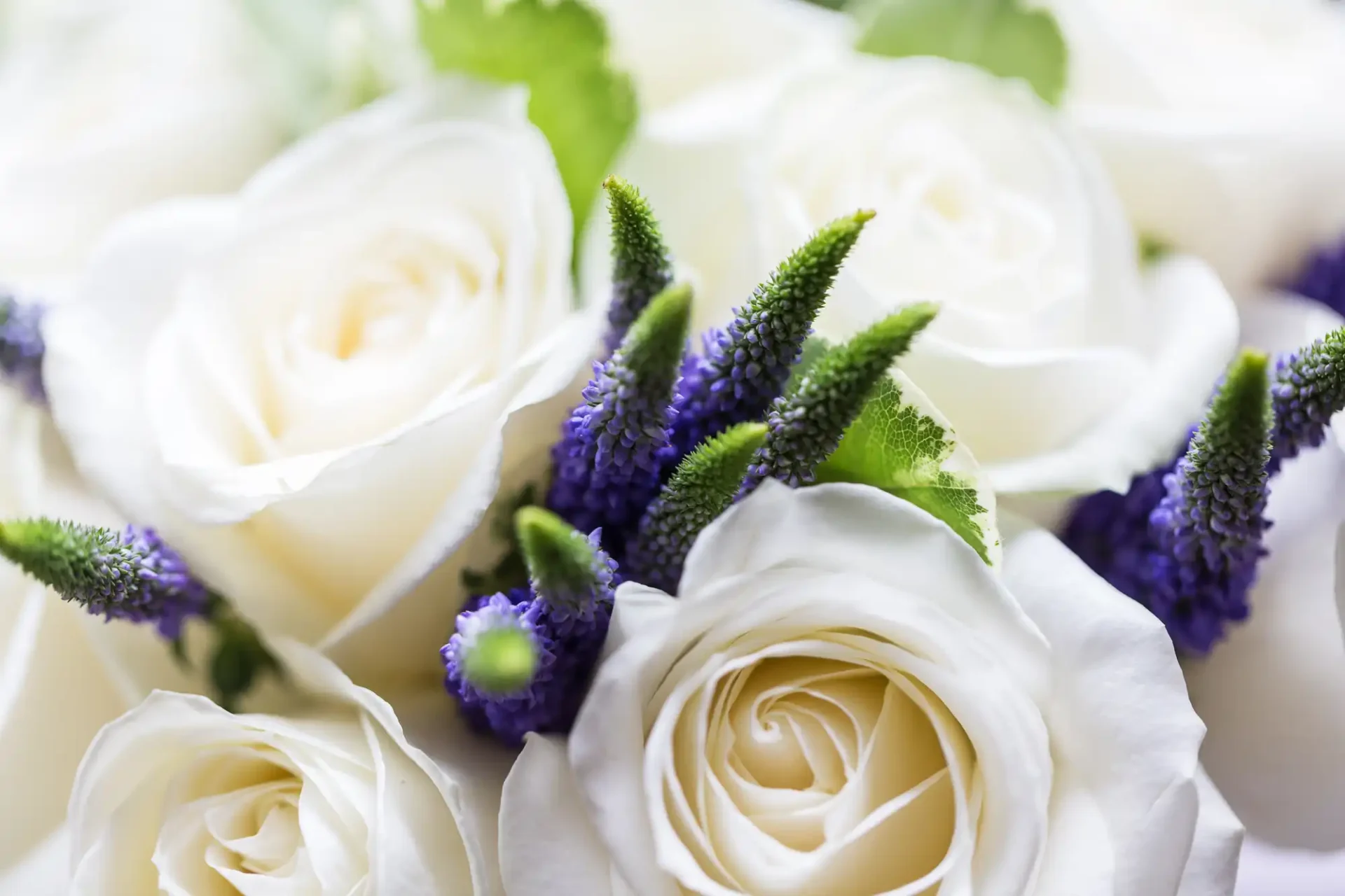 Close-up of white roses and purple veronica flowers in a floral arrangement.