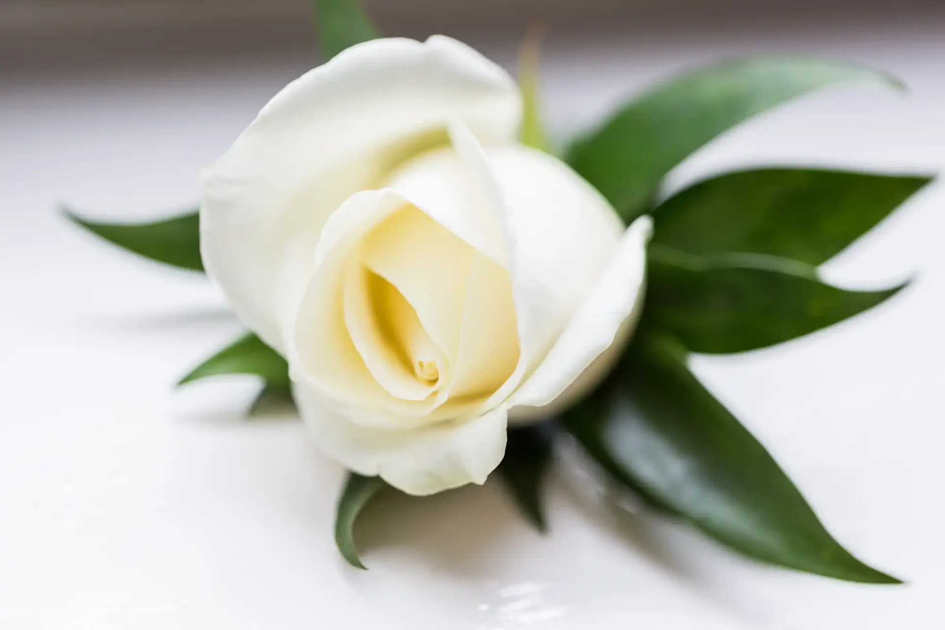 A single white rose with a soft focus on its swirling petals, lying against a bright white background with green leaves.