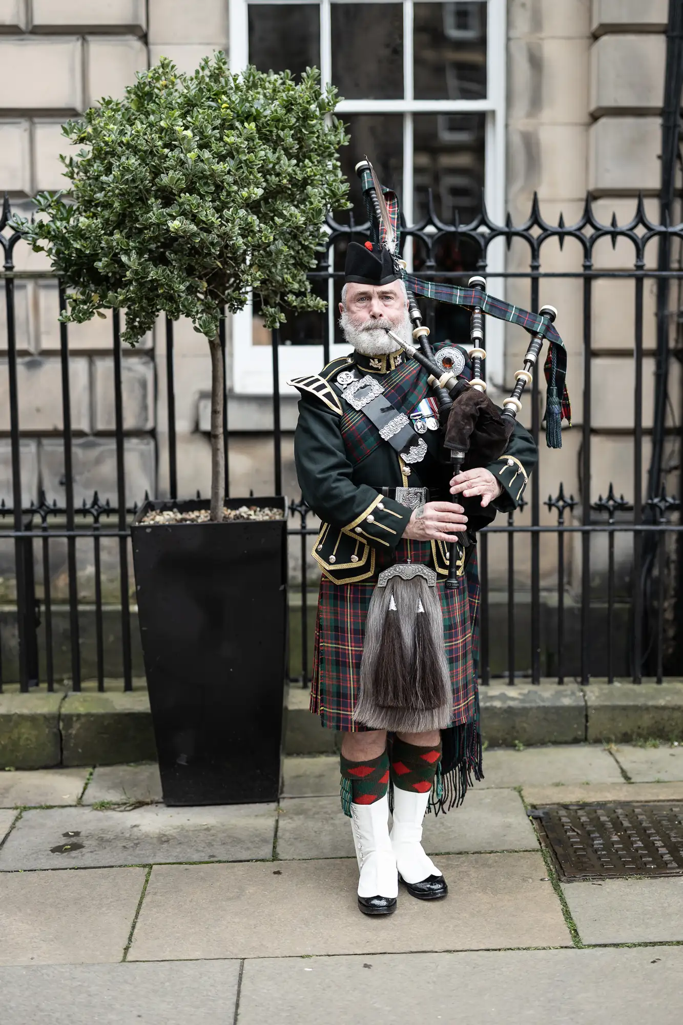 A scottish bagpiper wearing traditional highland dress including a tartan kilt, sporran, and plaid, playing bagpipes next to a topiary.