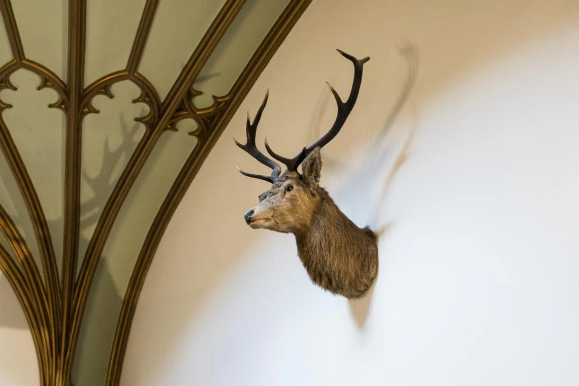 Staircase and landing - deer trophy