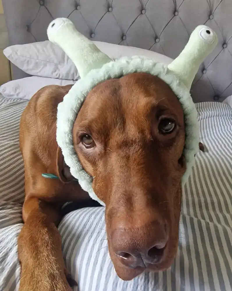 Brown dog wearing a soft headband with green antennae, lying on a striped bedspread.