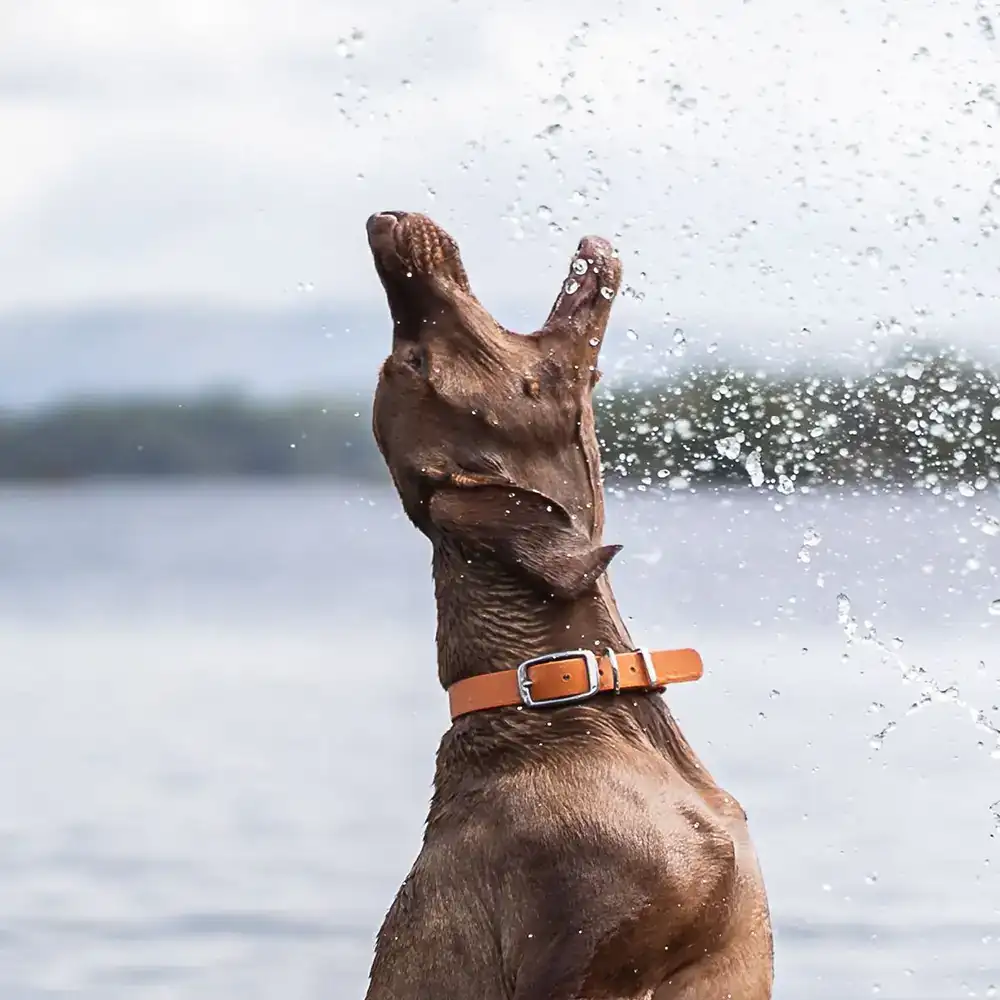 A brown dog wearing a collar jumps near water, with droplets splashing around.