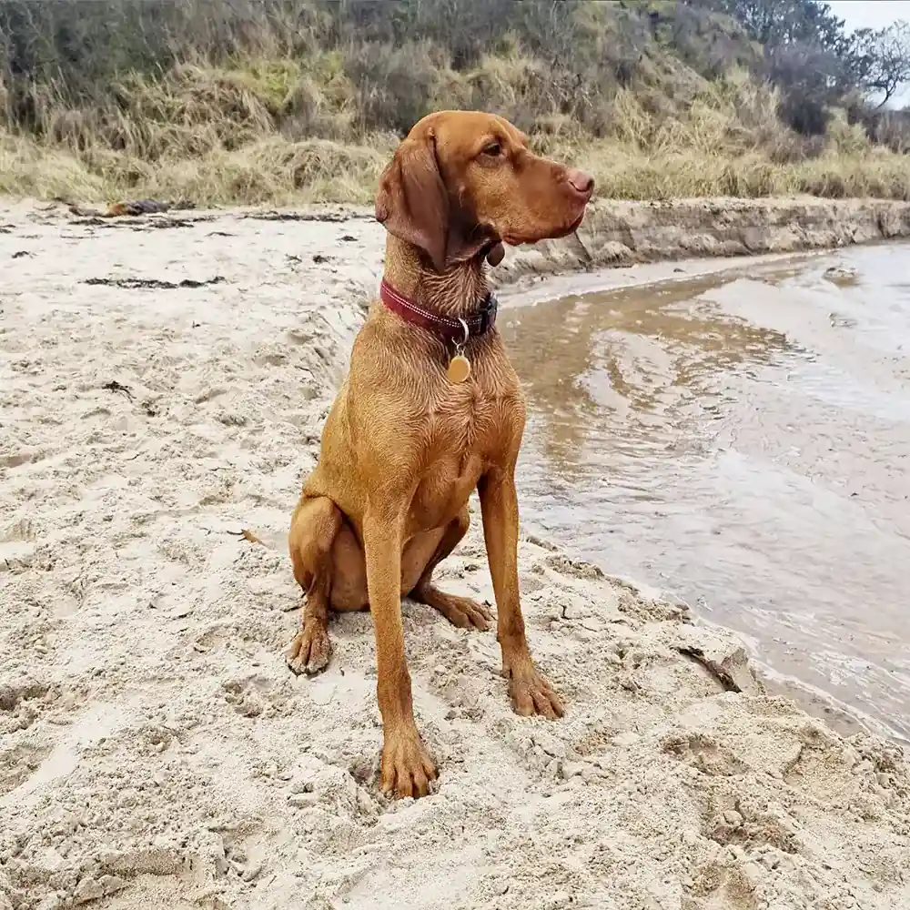 Brown dog with a red collar sits attentively on a sandy beach near the water, with grassy dunes in the background.