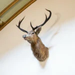 photo of stuffed stag's head on wall