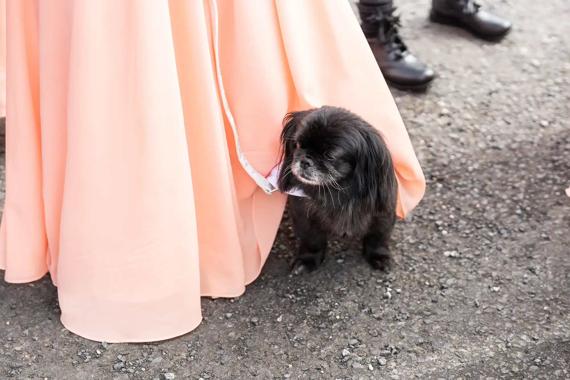 A small black dog stands on a gravel surface, partially hidden under the hem of a long, flowing peach-coloured dress. Only the lower legs and shoes of people are visible around the dog.