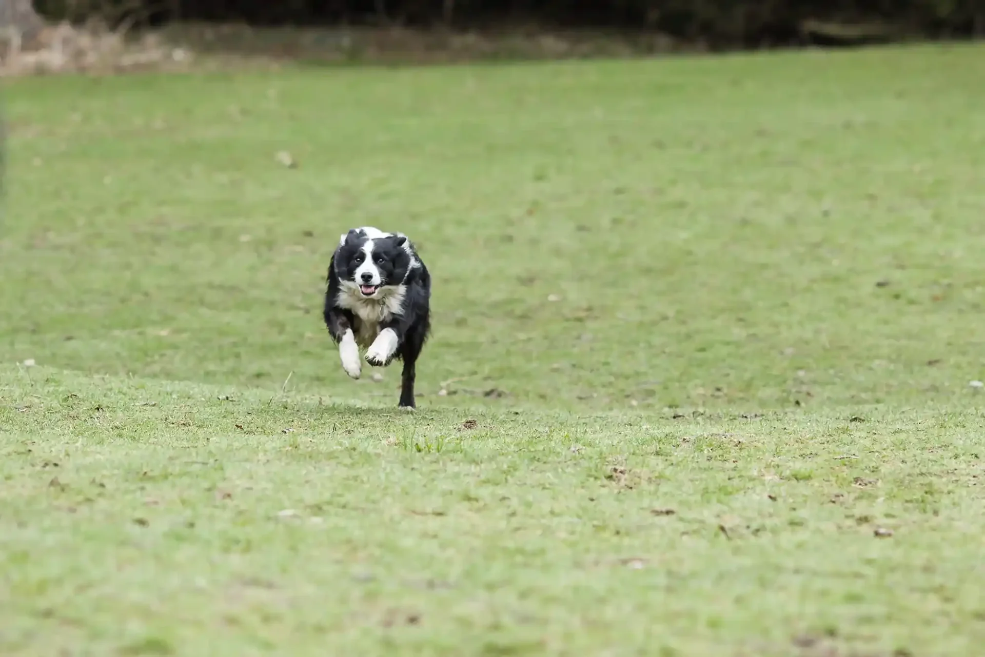 dog running at Mortonhall Edinburgh