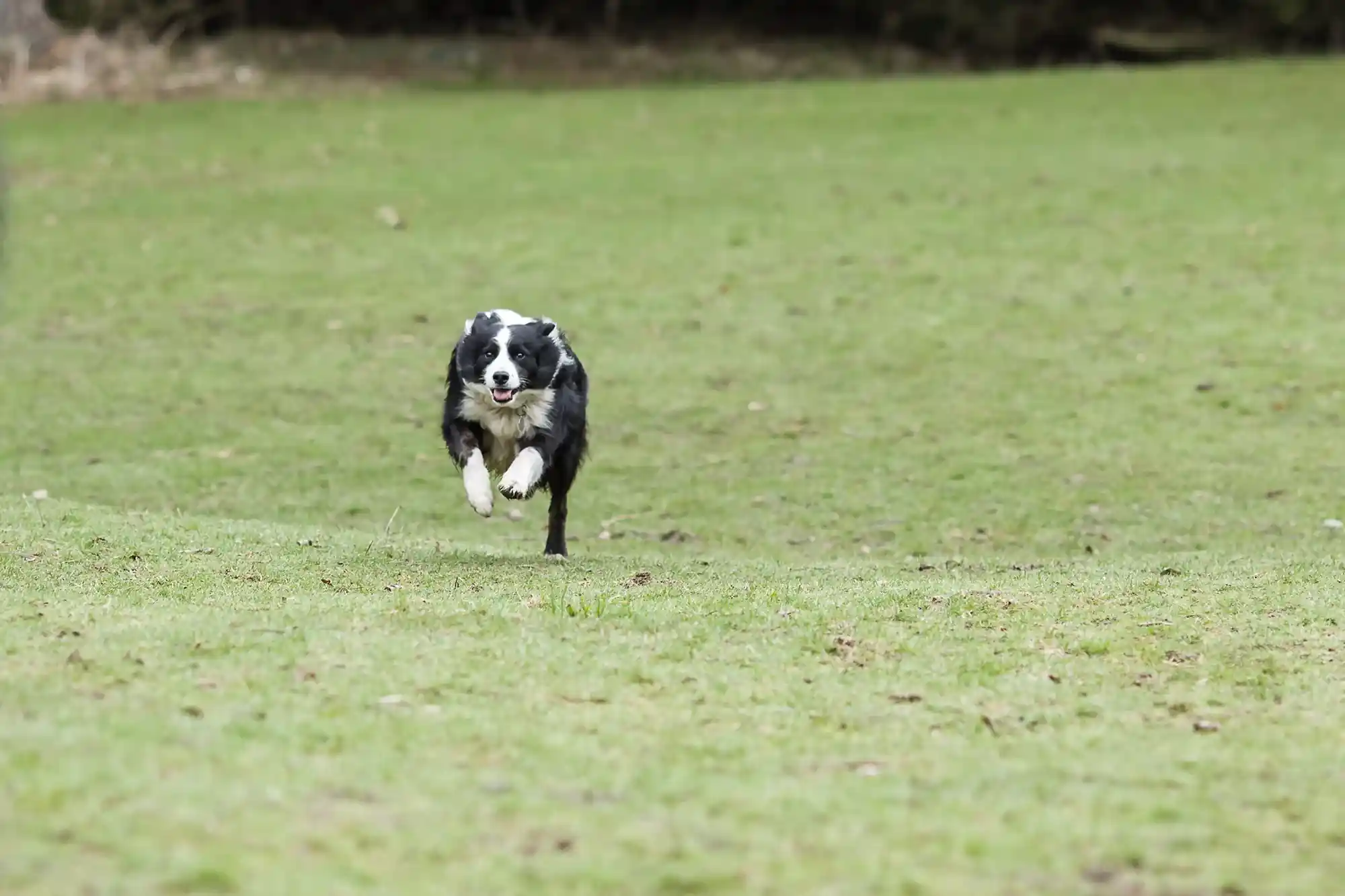 A black and white dog runs across a grassy field, with all four paws off the ground.