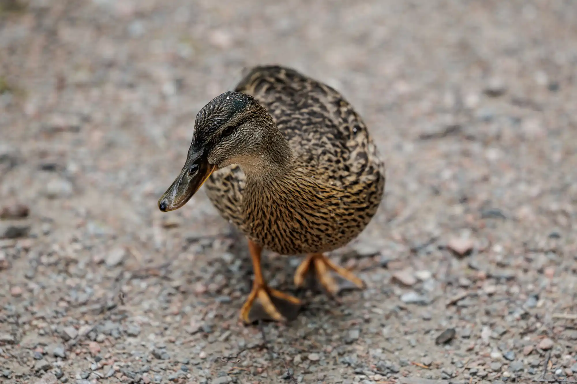 A female mallard duck with mottled brown feathers stands on a gravel path, facing slightly to the left. Its bill is dark, and its orange webbed feet are visible. The background is out of focus, highlighting the duck as the main subject.