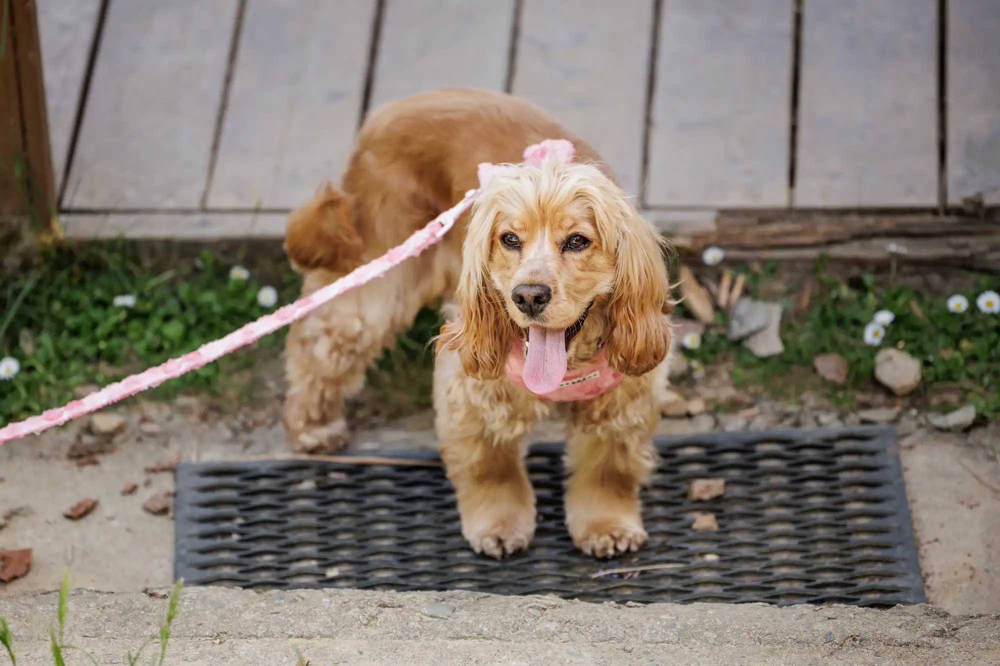 A tan and brown cocker spaniel dog with long ears and a pink collar stands on a black mat outside, panting with its tongue out. The dog is on a pink lead, and wooden boards and small flowers are visible in the background.
