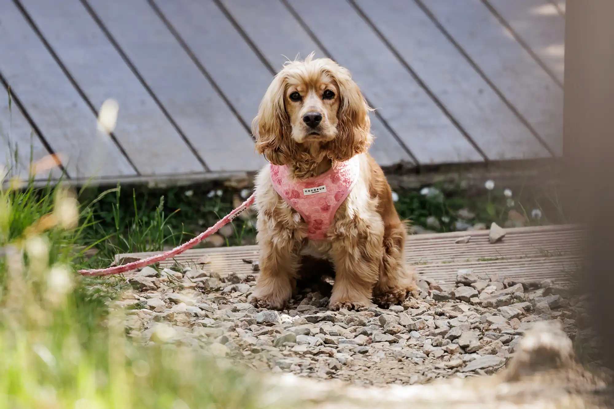 A golden-brown cocker spaniel wearing a pink harness and lead sits on a rocky path. The dog looks directly at the camera. Grass and a wooden decking appear in the background, with sunlight creating a natural, outdoor setting.