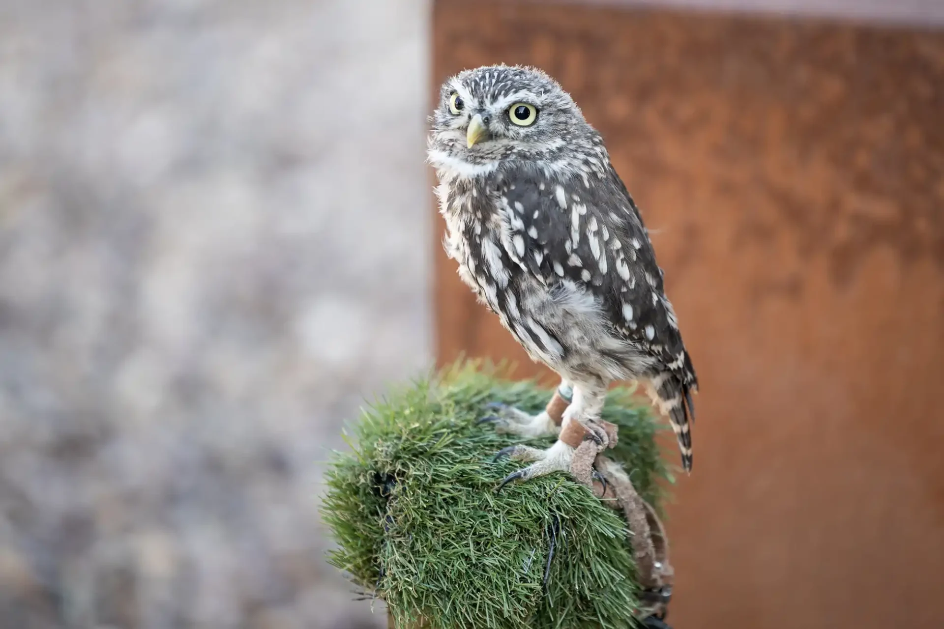 A small owl with speckled feathers perches on a grassy platform, looking intently to its right.